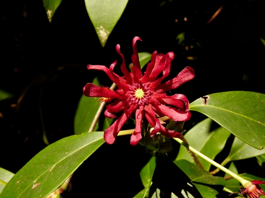 {Illicium floridanum}